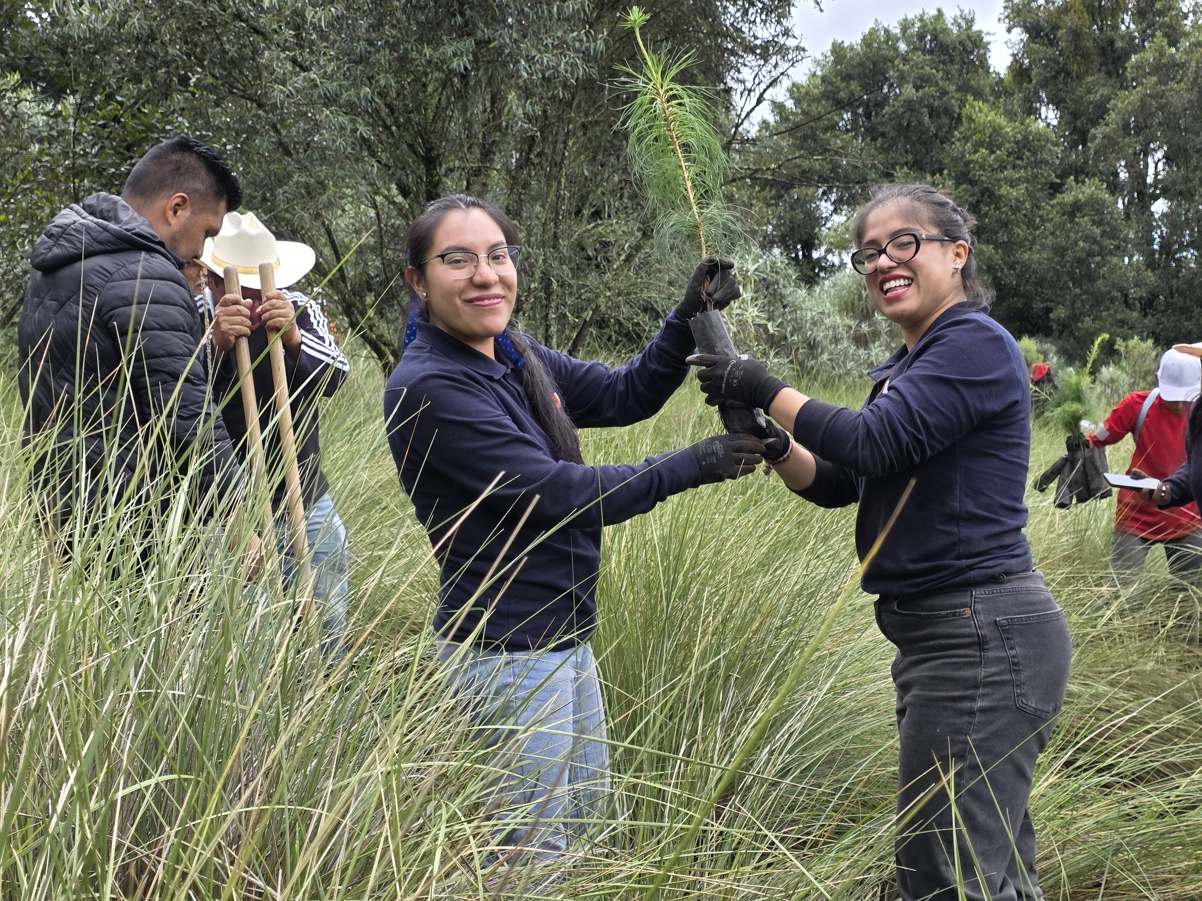 Reforestación Toluca